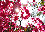 pink flowering trees 