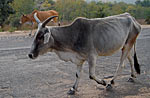 Indian cow taking the highway