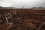 Land that has been flooded. The plants do not grow back fast because of the high iron level in the soil in New Caledonia