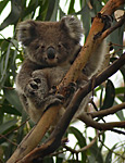 Koala baby, great ocean road, Australia