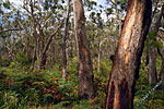 Eucalypt forest n Victoria, Australia
