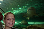 Hanna, at Sydney harbor aquarium