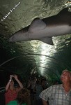 Sydney harbor aquarium