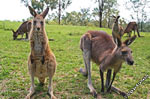 Grey Kangaroos, Blue mountains, Australia