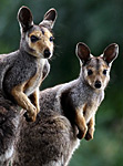 Rock wallabys, Australia