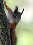 Squirrel in Schonbrunn, wien