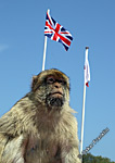 Englishman in Gibraltar