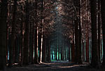 Dark forest (spruce) in waldviertel, Austria