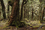 The enchanted forest in Cradle mountain, Tasmania