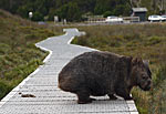 Wombat in Cradle Mountain, Tasmania