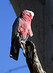 Galah (pink cockatoo) , Blue MOUntains, Australia
