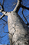 Baobab , north madagascar