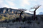 Baobab , north madagascar