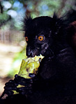 black-lemur