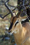 blackfaced-impala