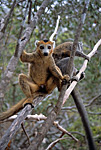 crowned-lemur