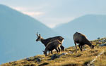 Gemse (mountain goats) at Schneeberg, Austria