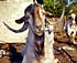Greek goat