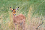 impala-in-grass