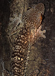 leaf-gecko