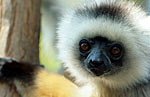 lemur-face