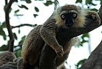 lemurs-in-tree