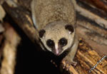 mouse lemur, Indri park, Madagascar