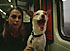 Tired dog on the train fron Uppsala to Stockholm
