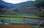 rice fields, Madagascar