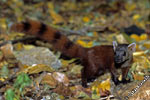 ringtailed-mongoose