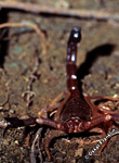 a scorpion is upset at Ankarana, Madgascar