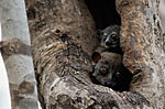 Sportive lemurs hiding during daytime in Ankarana, Madgascar