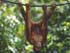 orangutan in Sepilok (Borneo)