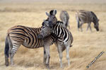 zebra-cuddling