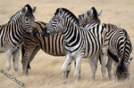 zebras in Etosha, Namibia
