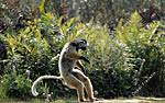 jumping-lemur