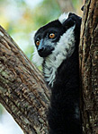 ruffed-lemur2